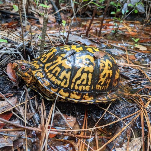 Box Turtle