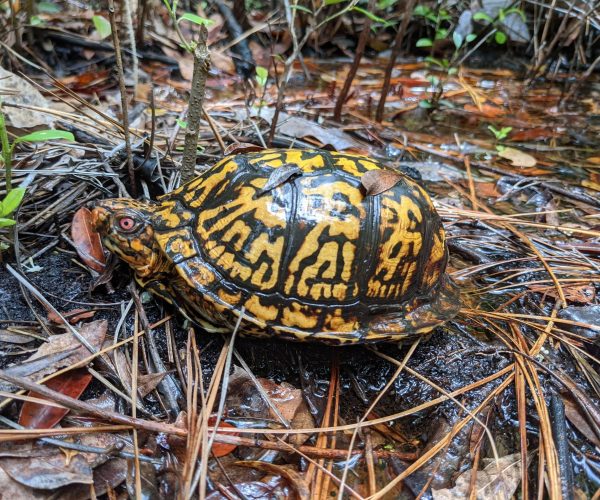 Box Turtle