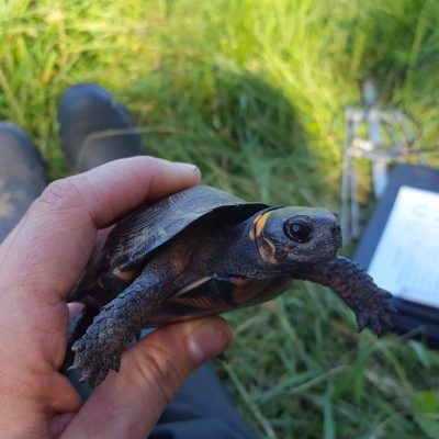 Bog Turtle