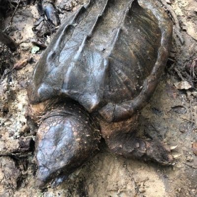 Alligator Snapping Turtle